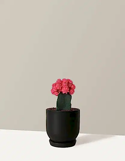 Moon Cactus