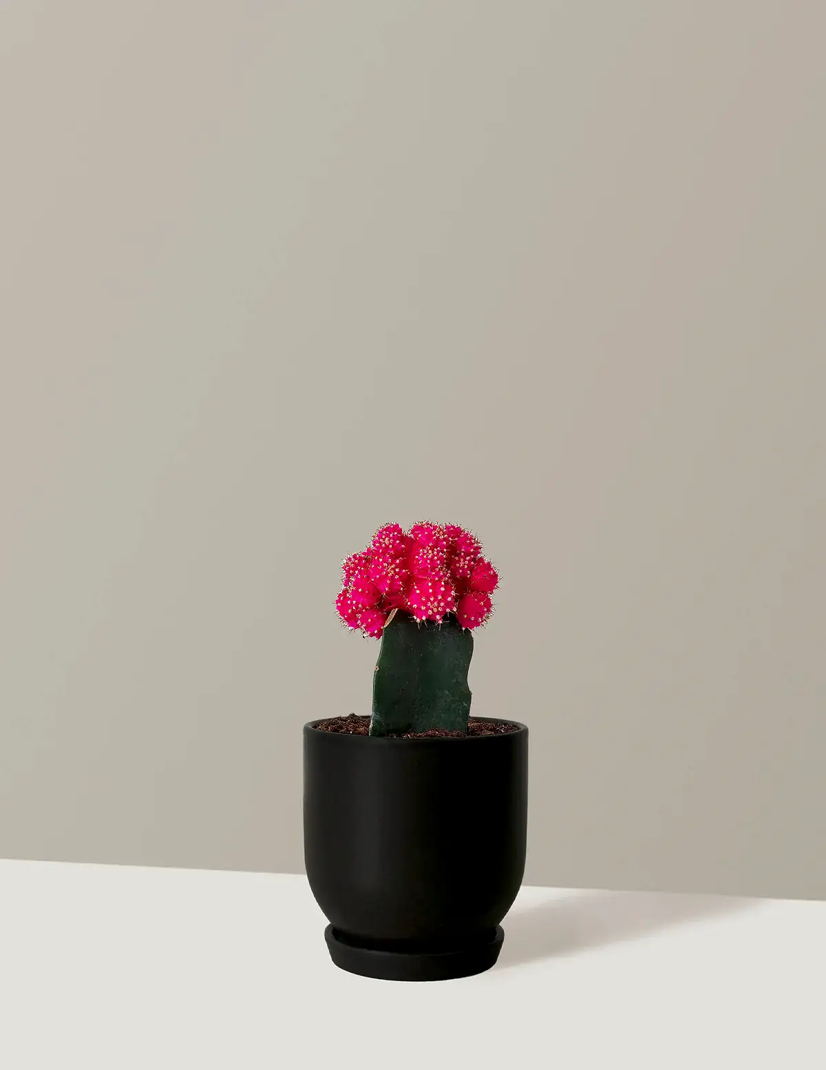 Moon Cactus