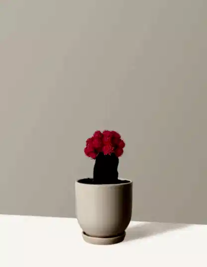 Moon Cactus