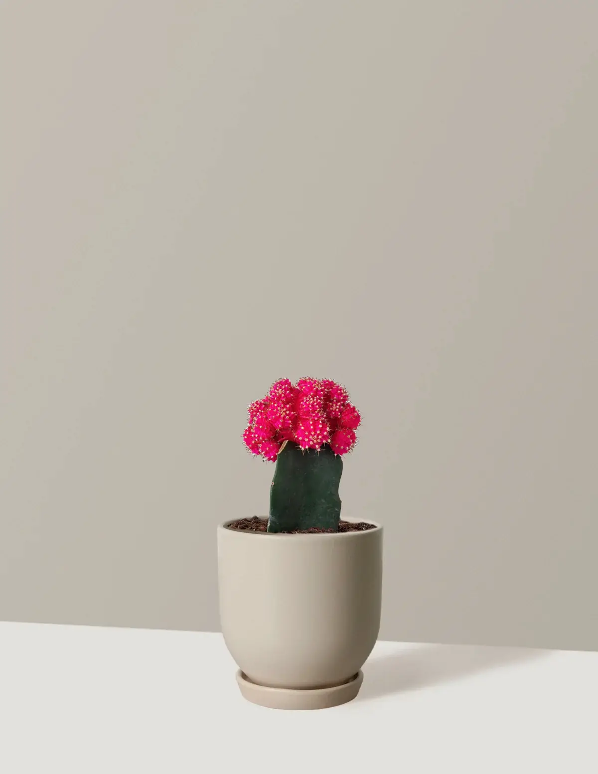 Moon Cactus