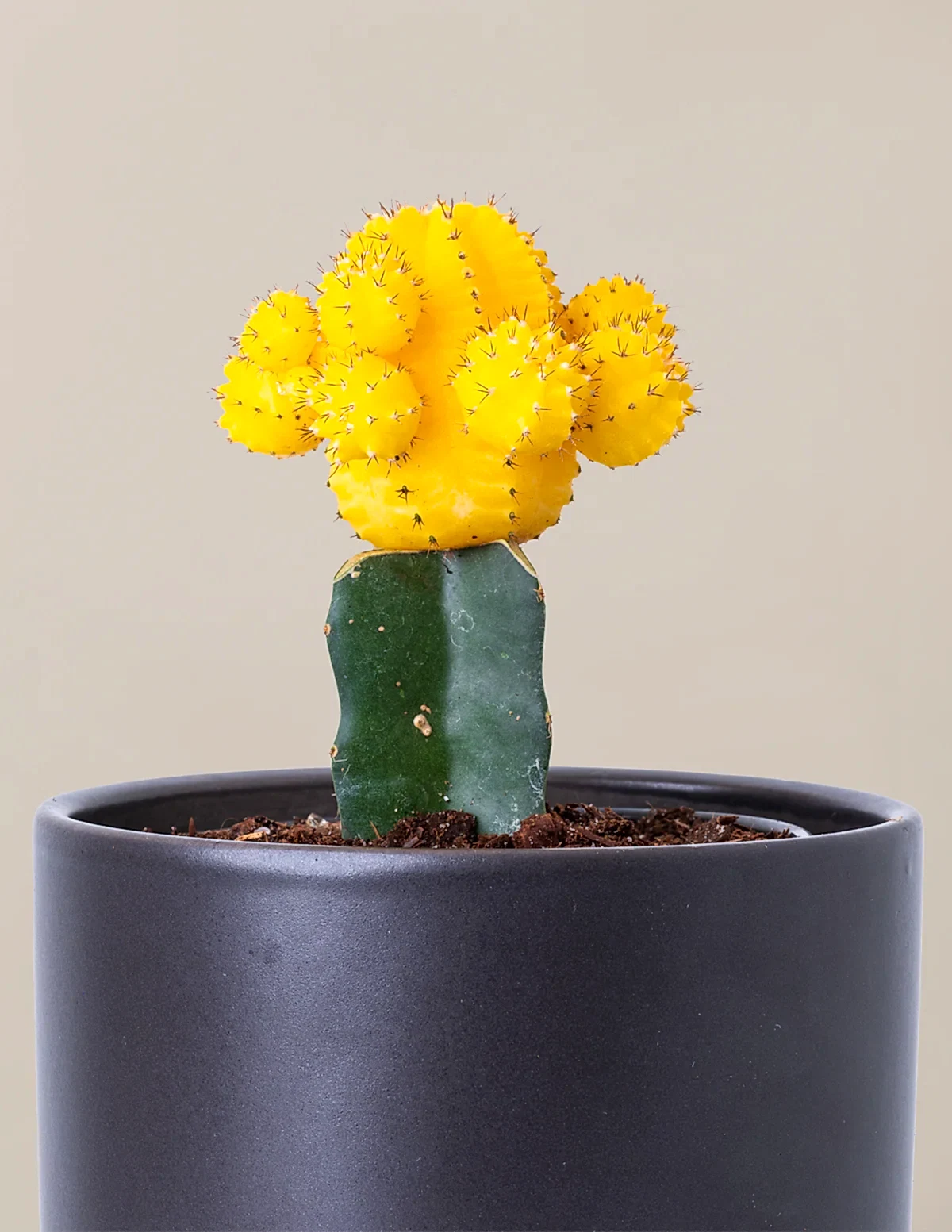 Moon Cactus
