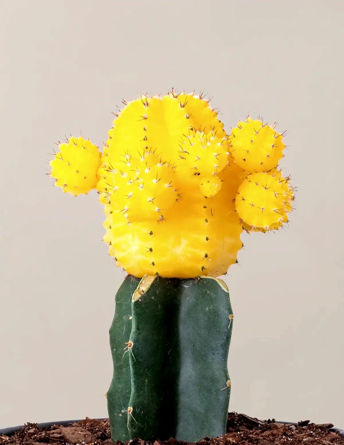 Moon Cactus