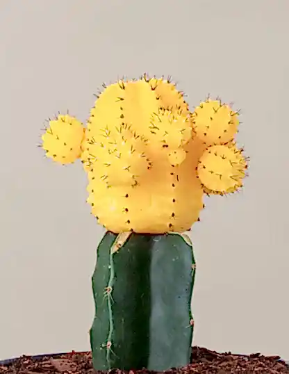 Moon Cactus