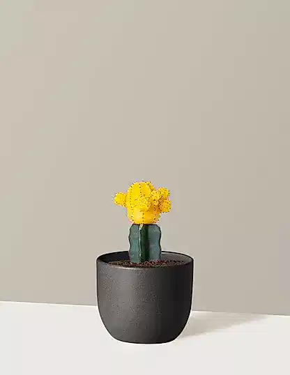 Moon Cactus