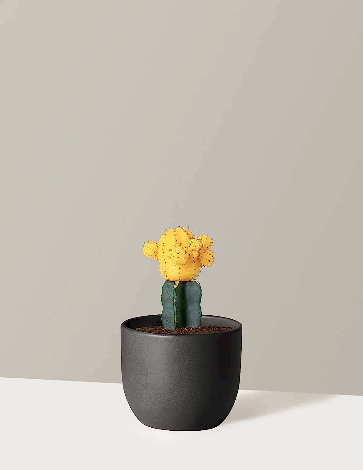 Moon Cactus