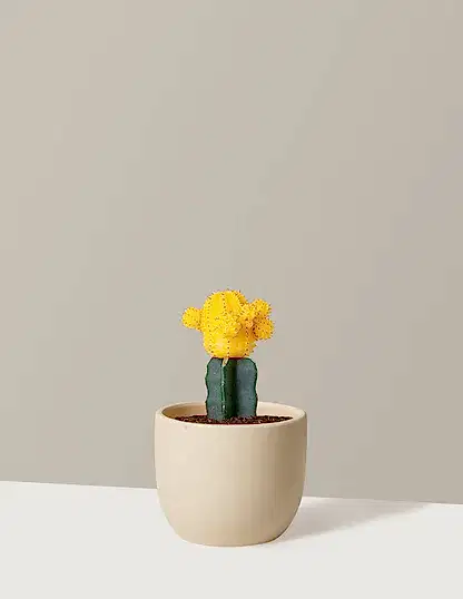 Moon Cactus