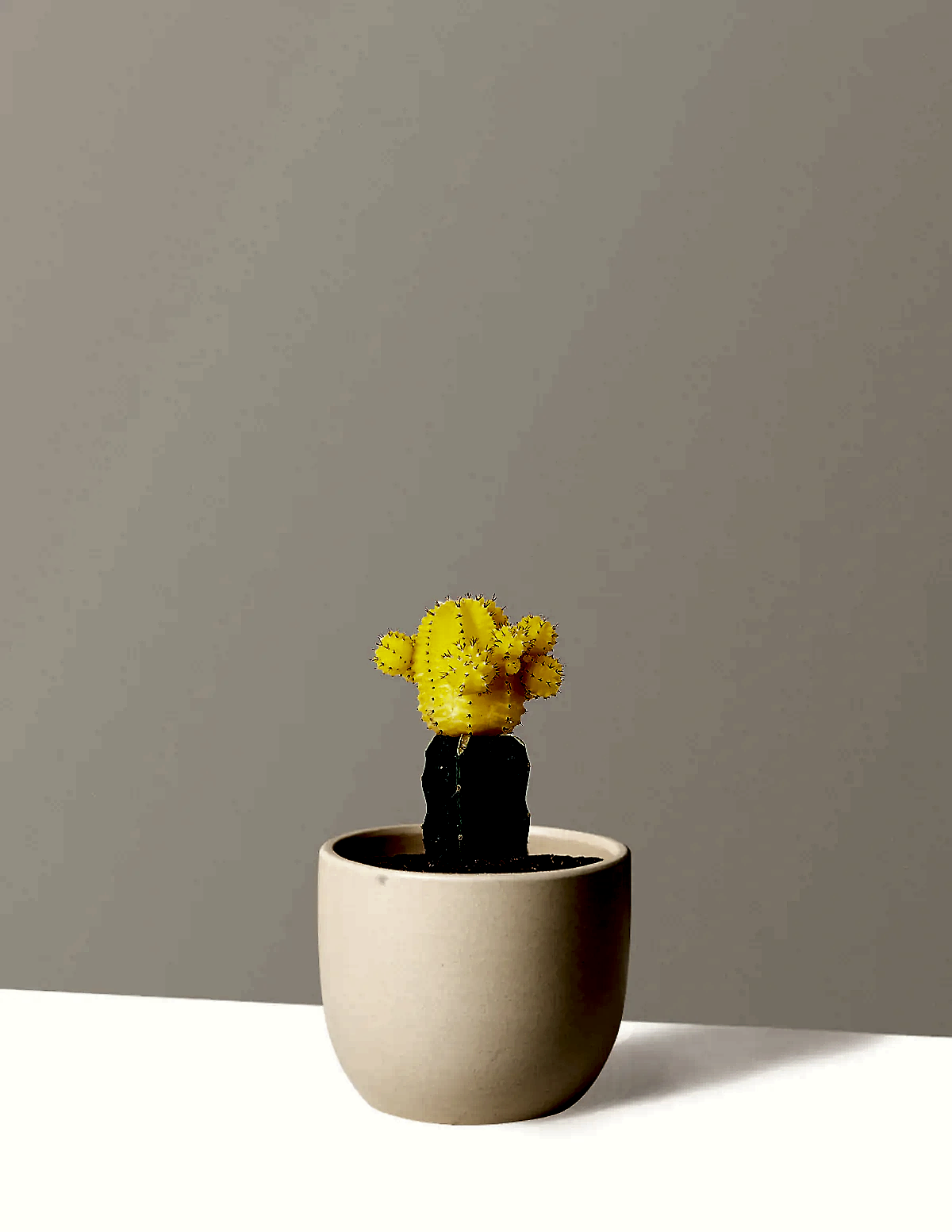 Moon Cactus