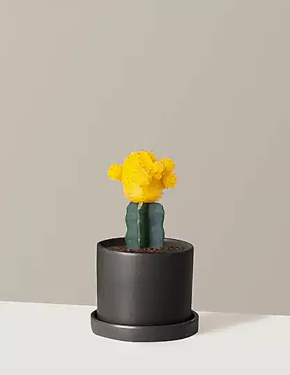 Moon Cactus