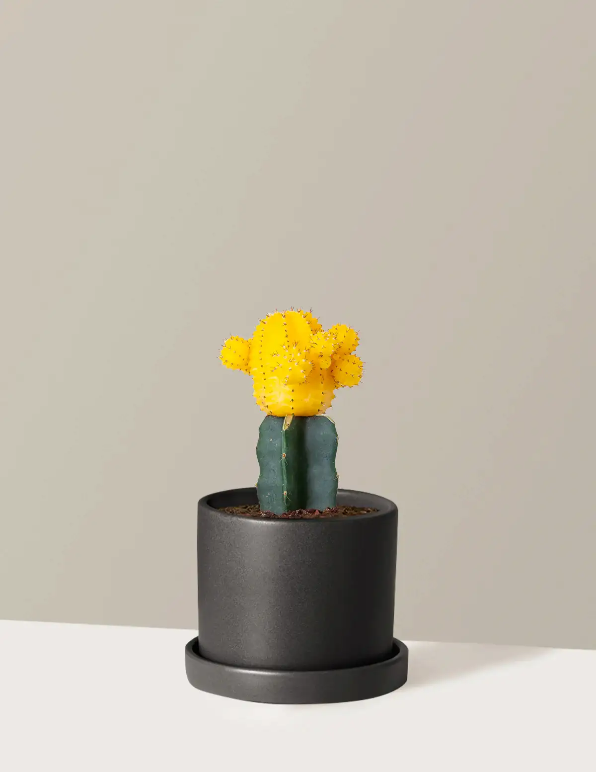 Moon Cactus