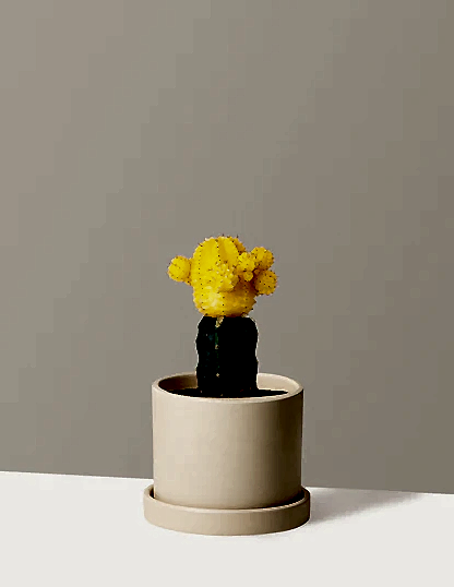 Moon Cactus