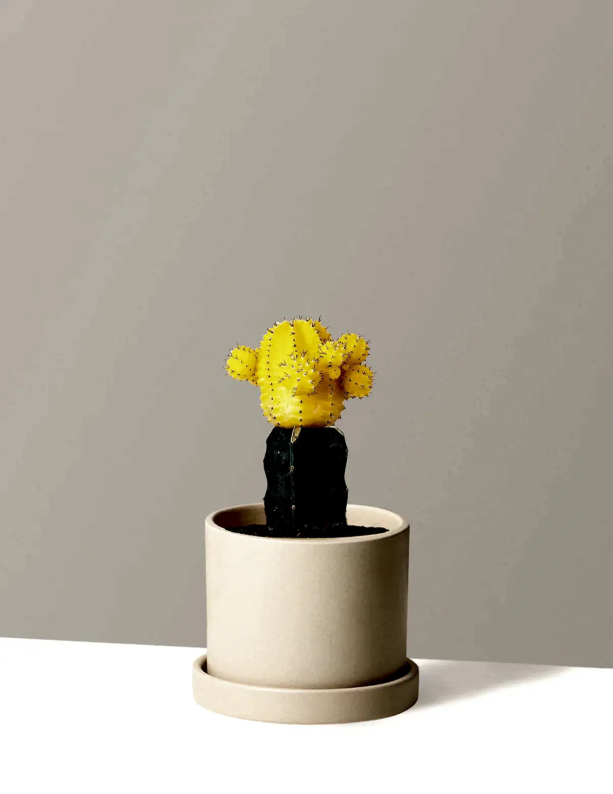 Moon Cactus
