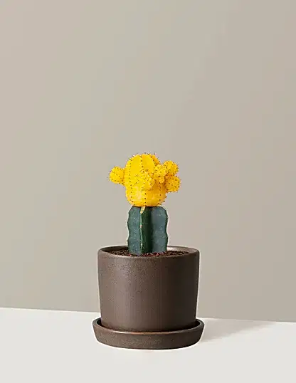 Moon Cactus