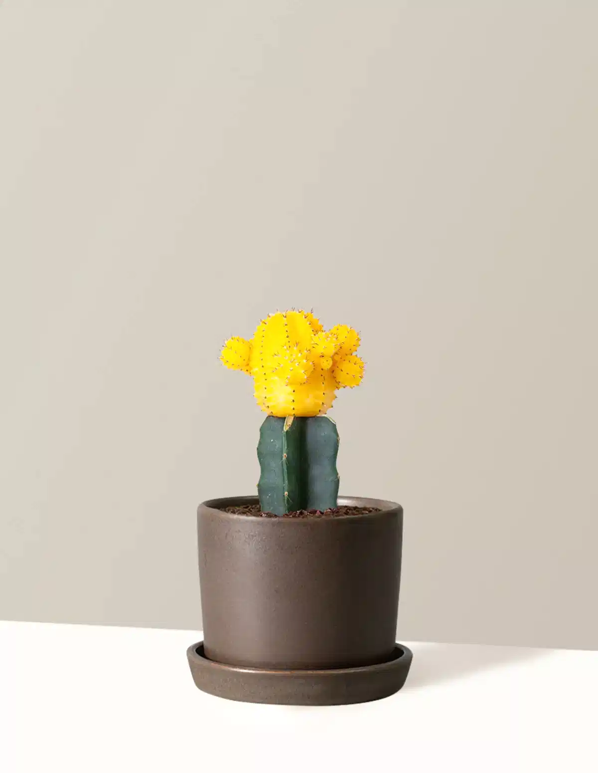Moon Cactus