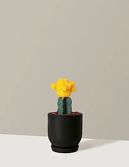 Moon Cactus