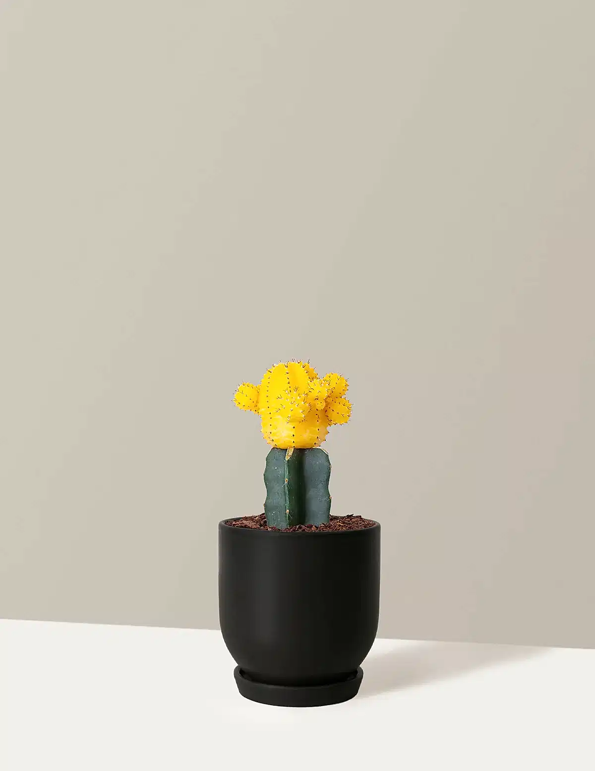 Moon Cactus