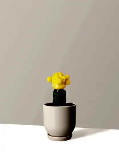Moon Cactus