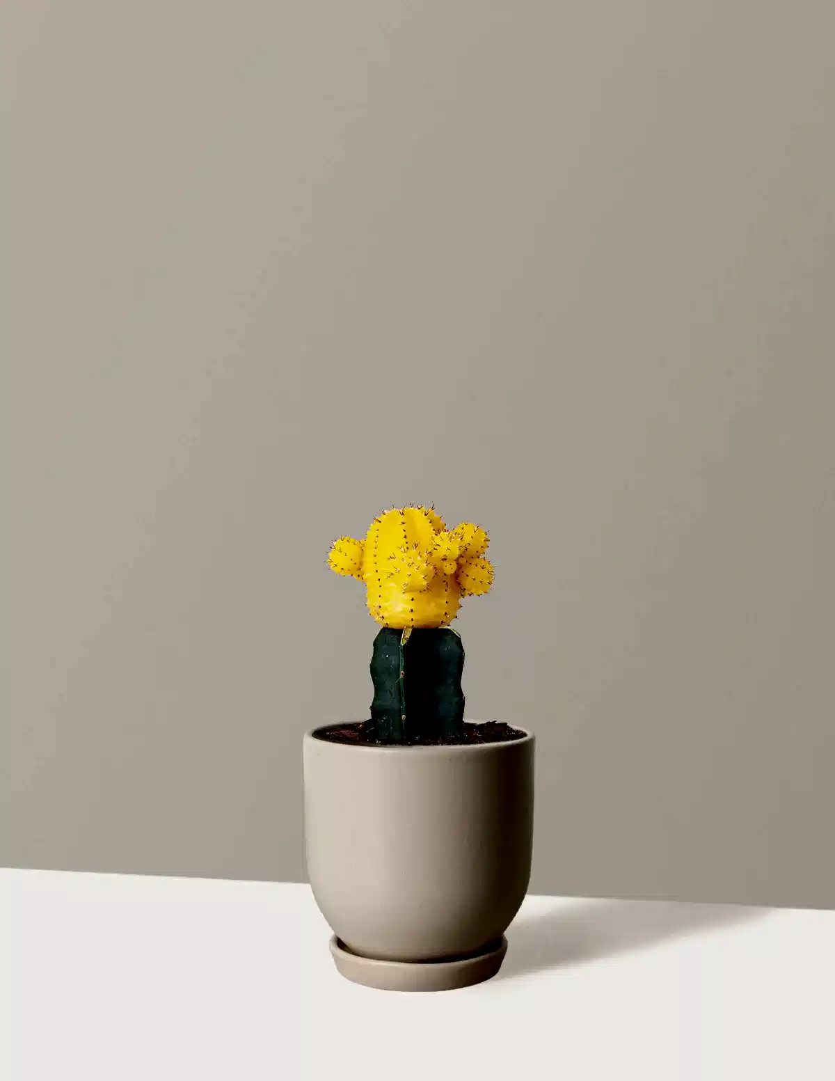 Moon Cactus