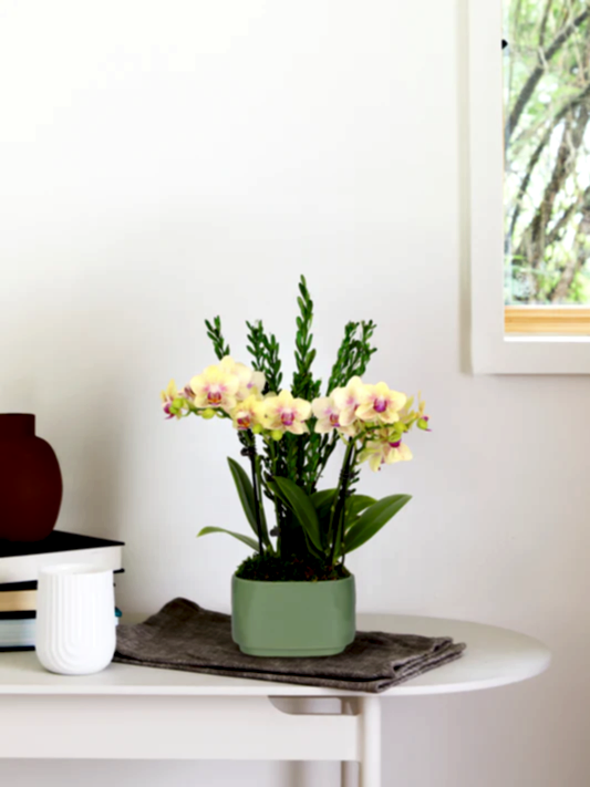 Small Double Orchid