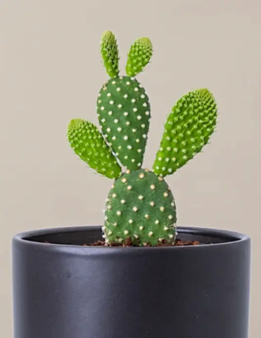 Bunny Ear Cactus