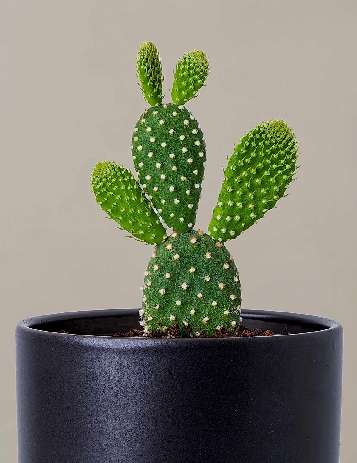 Bunny Ear Cactus