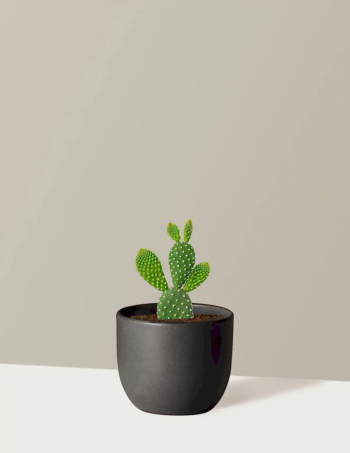 Bunny Ear Cactus