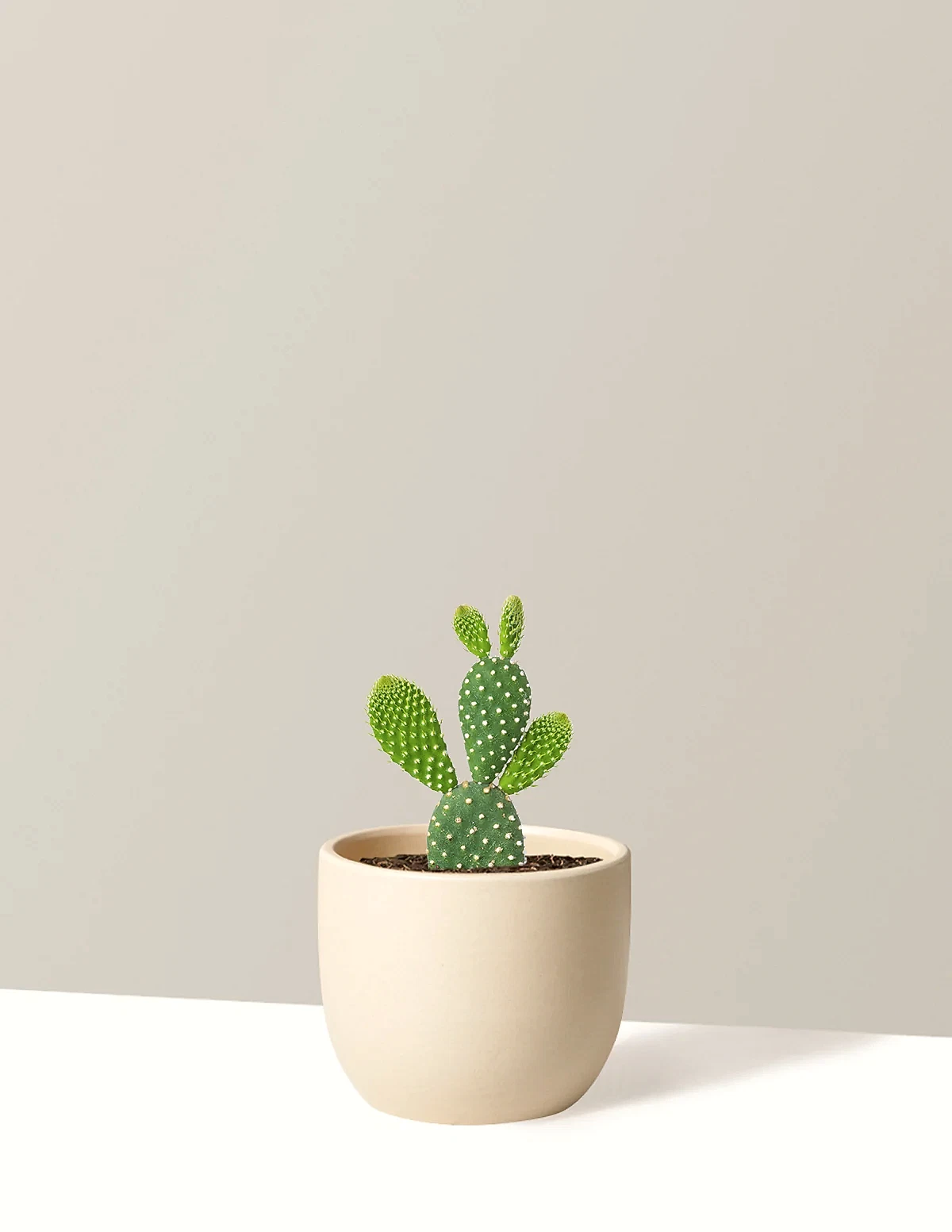 Bunny Ear Cactus