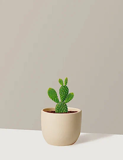 Bunny Ear Cactus