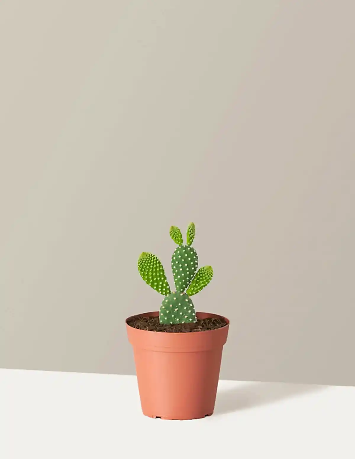 Bunny Ear Cactus