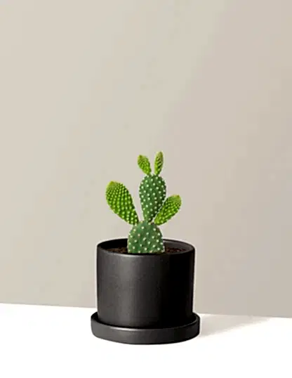 Bunny Ear Cactus