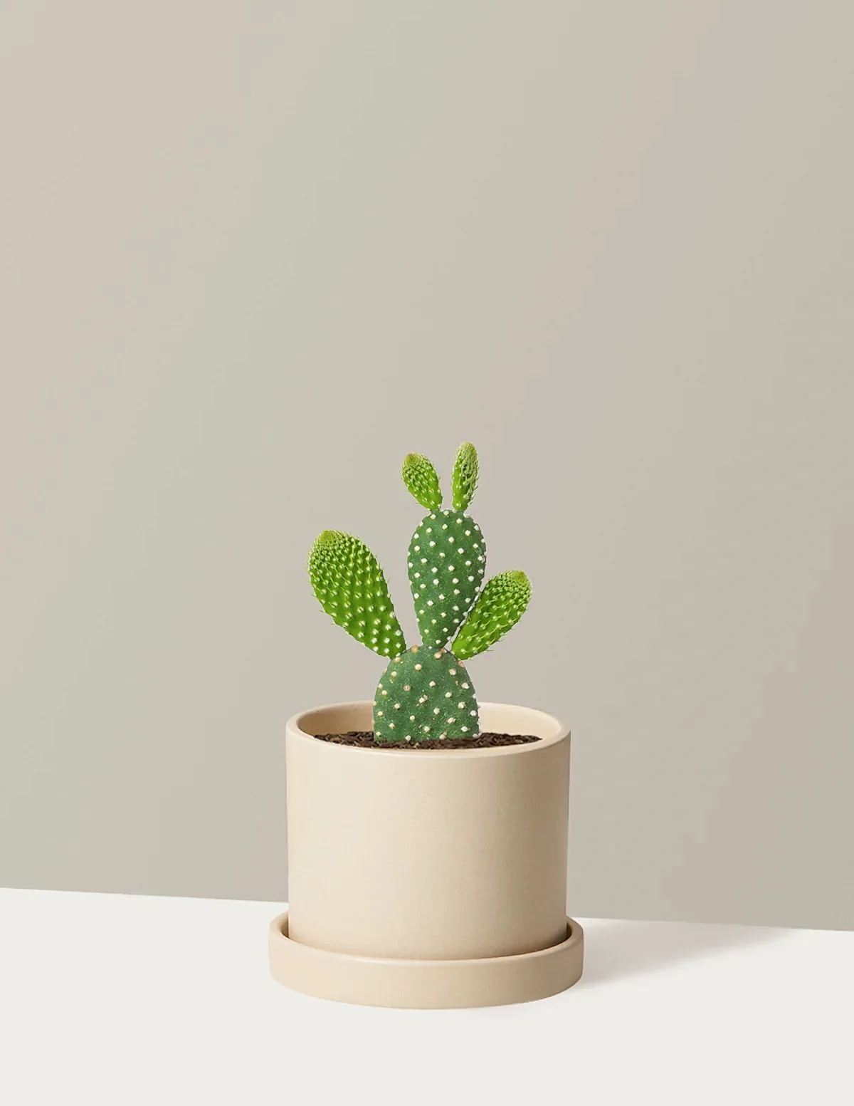 Bunny Ear Cactus