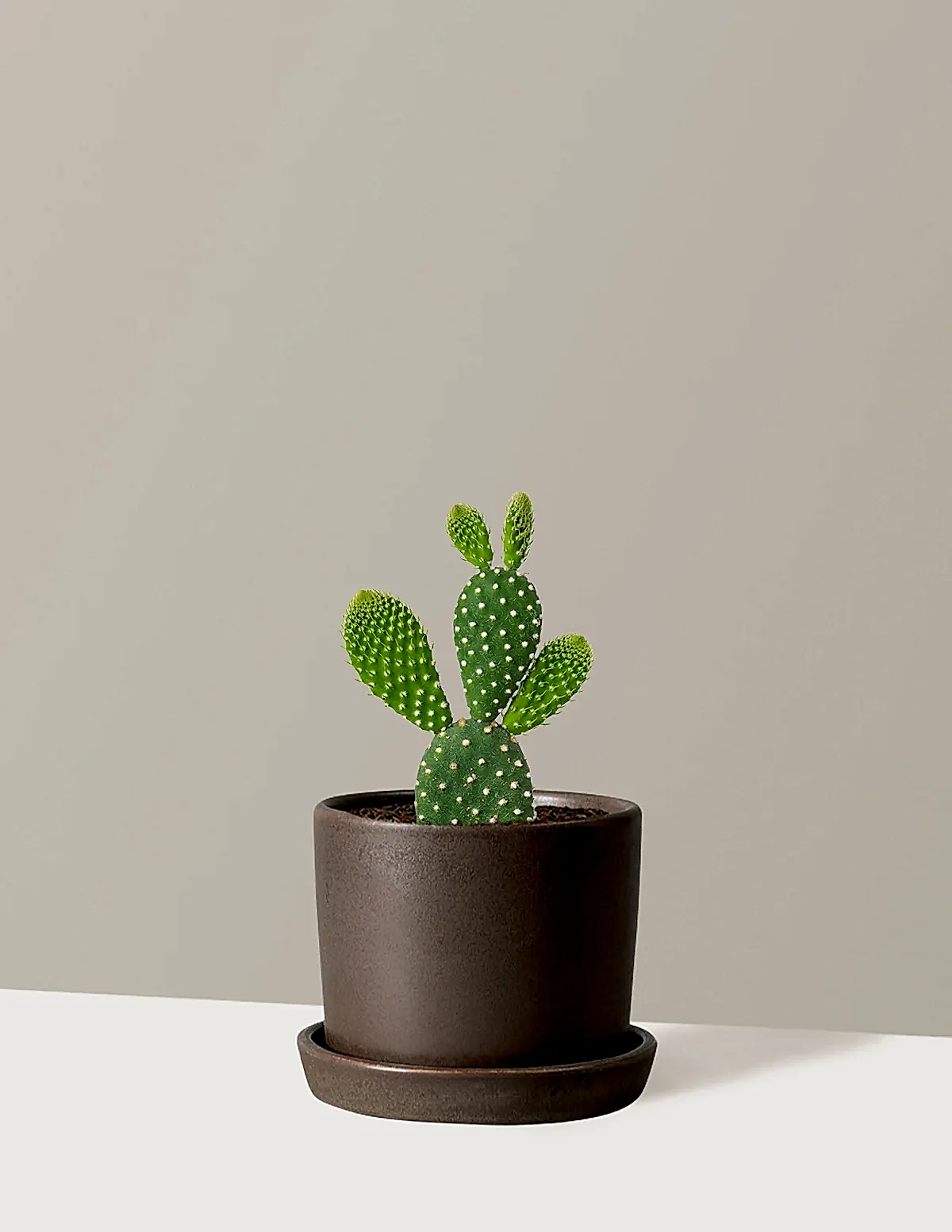 Bunny Ear Cactus