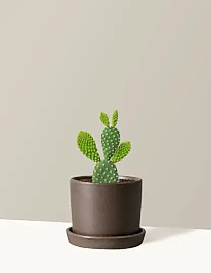 Bunny Ear Cactus
