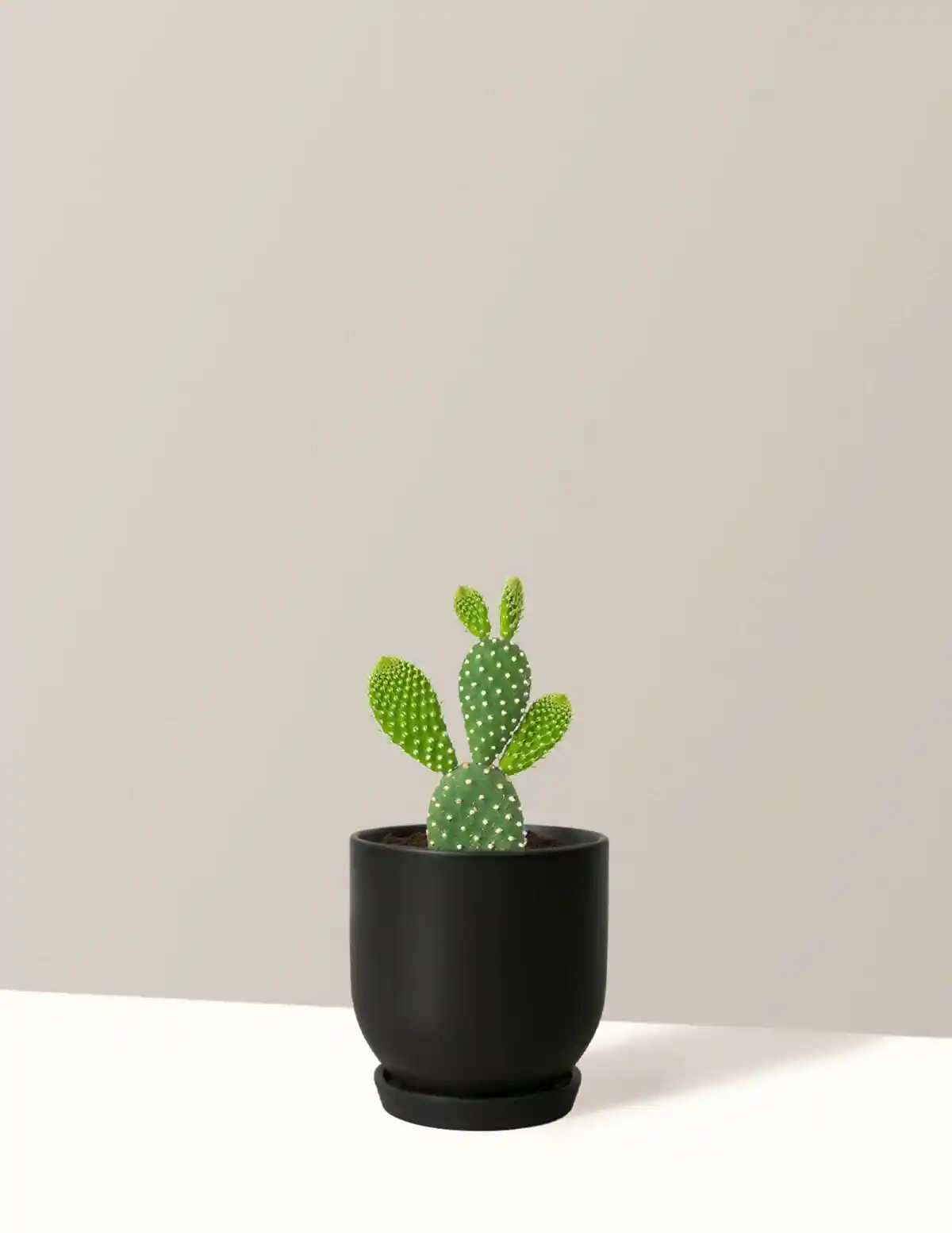 Bunny Ear Cactus