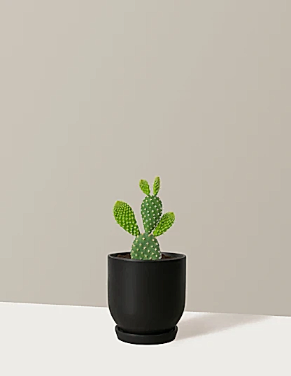 Bunny Ear Cactus