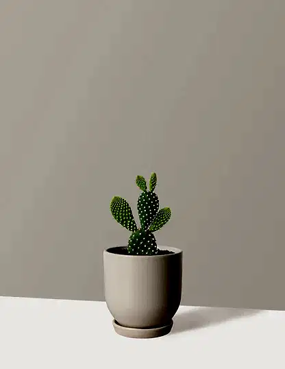 Bunny Ear Cactus