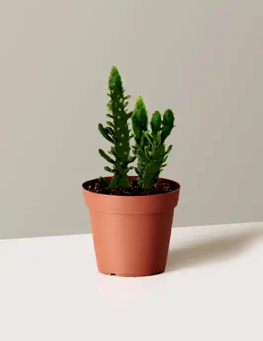 Prickly Pear Cactus
