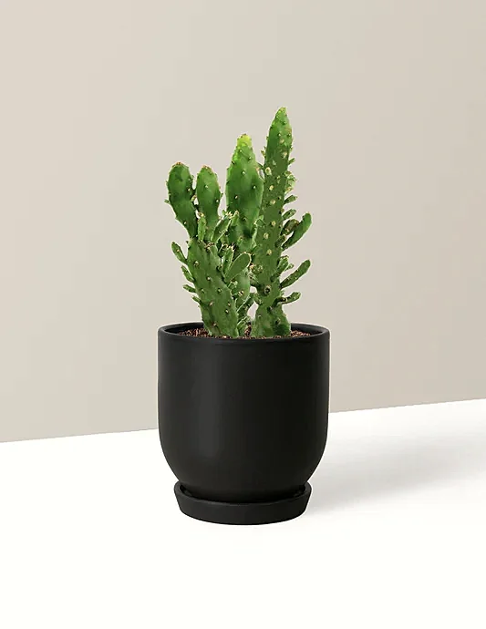 Prickly Pear Cactus