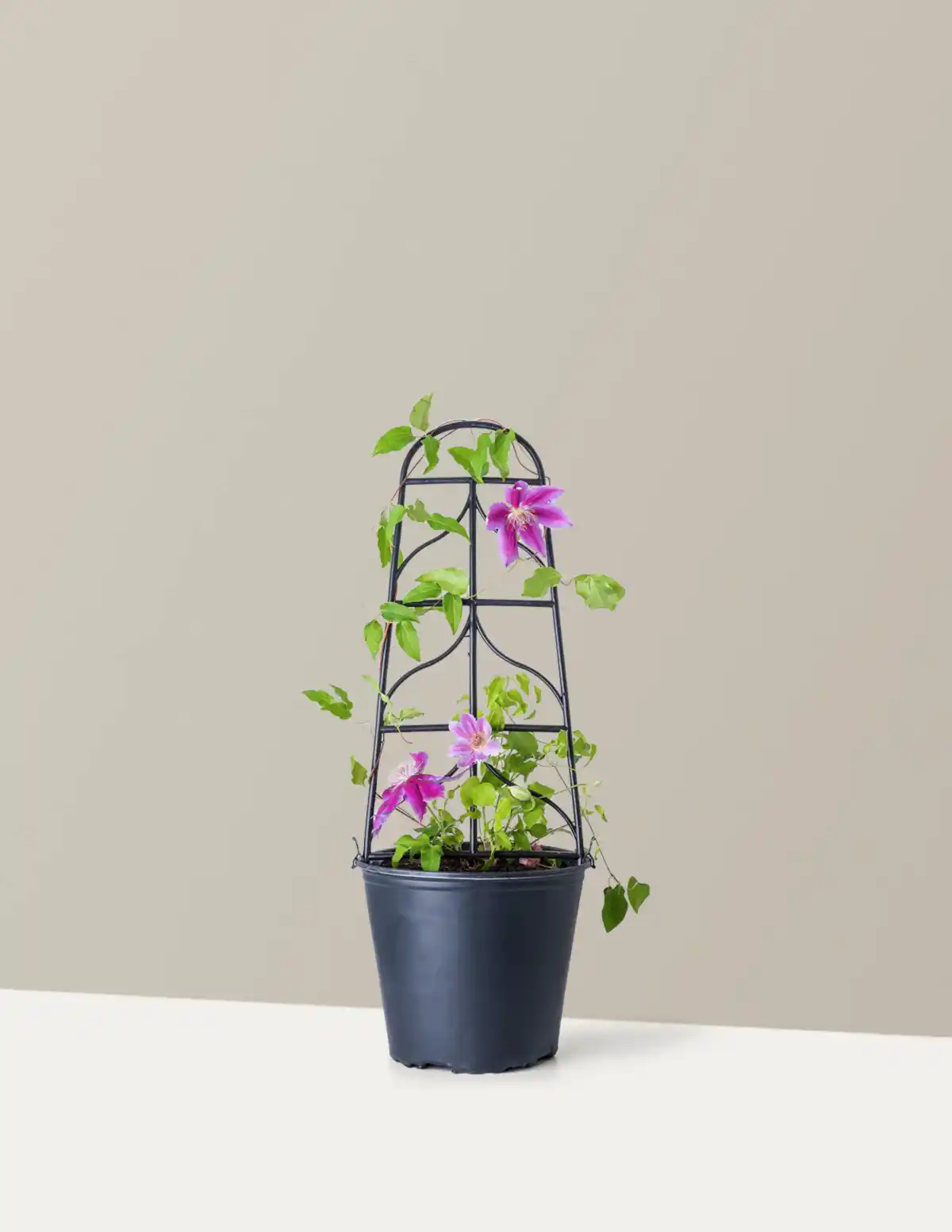 Dr. Ruppel Clematis