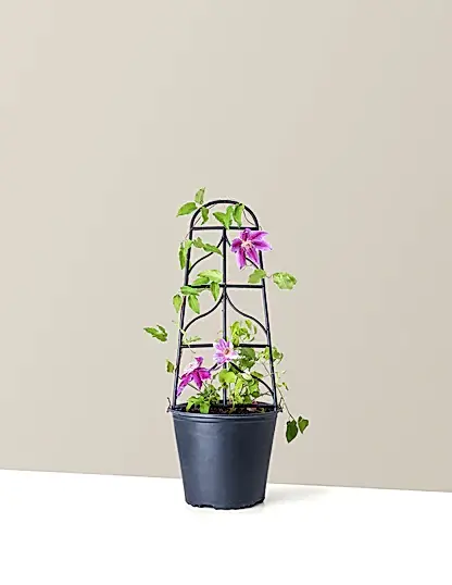 Dr. Ruppel Clematis