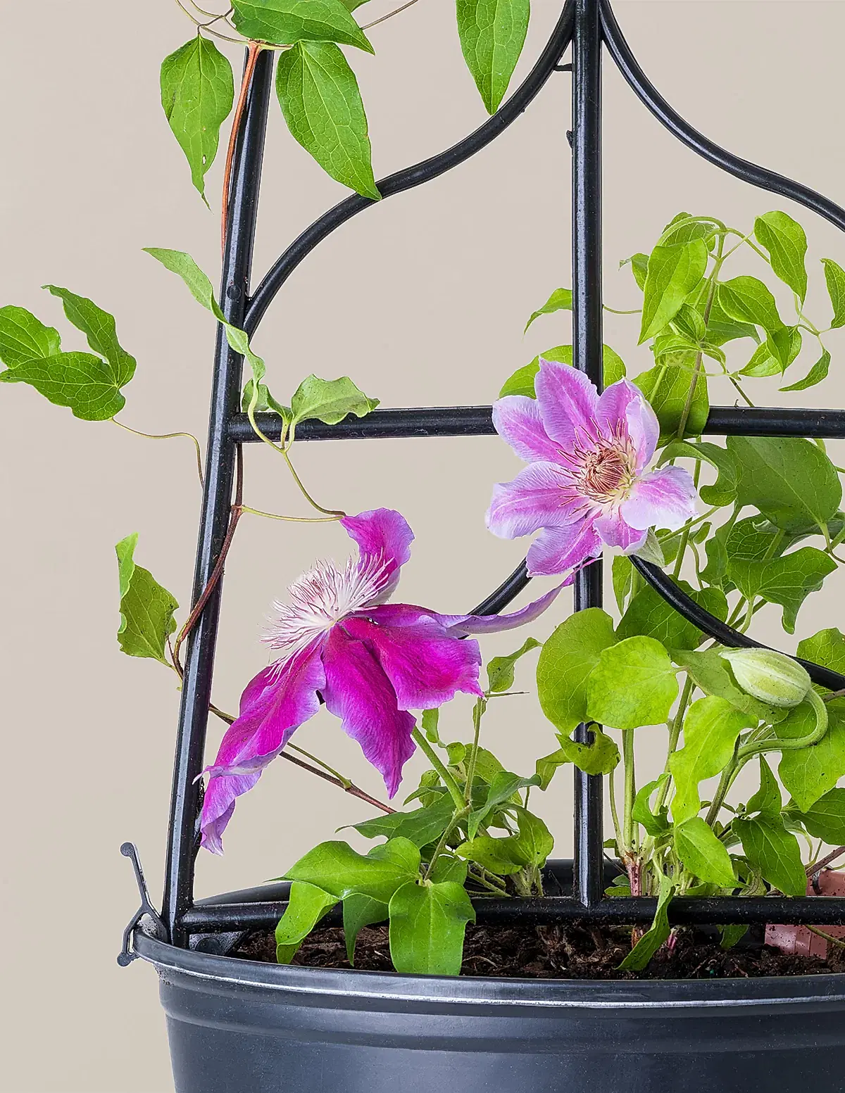Dr. Ruppel Clematis