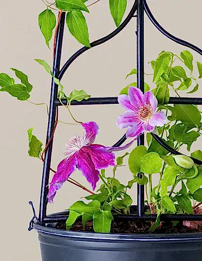 Dr. Ruppel Clematis