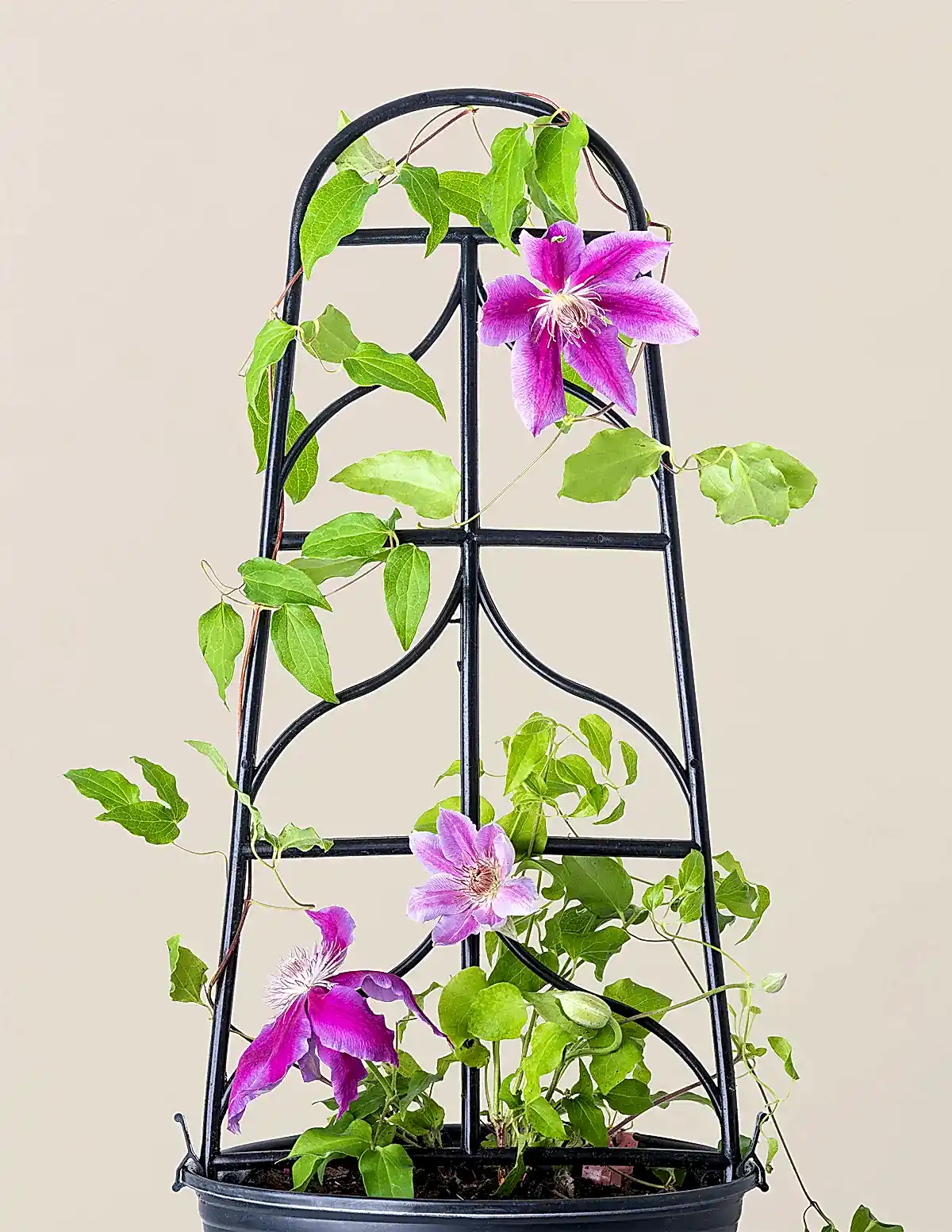 Dr. Ruppel Clematis