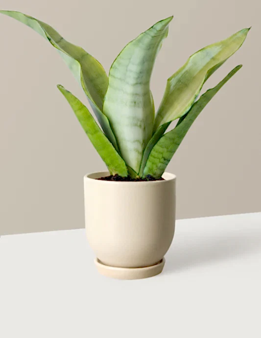 Moonshine Snake Plant