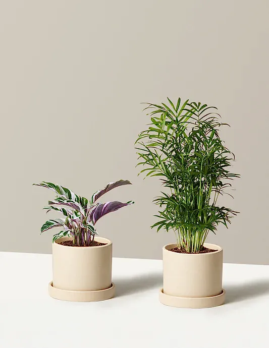 Tropical Fusion Duo