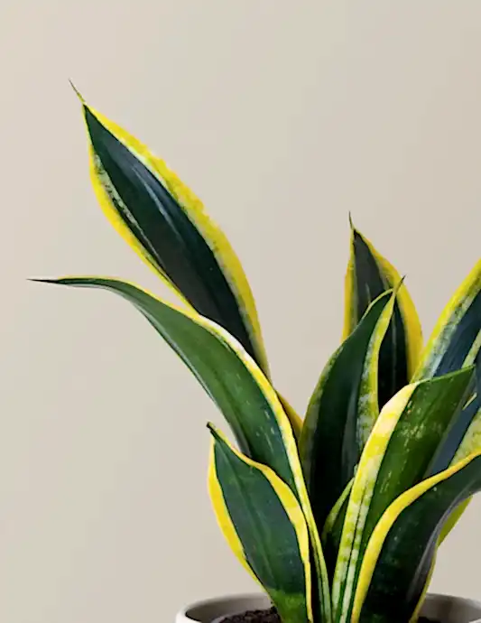 Snake Plant Black Gold