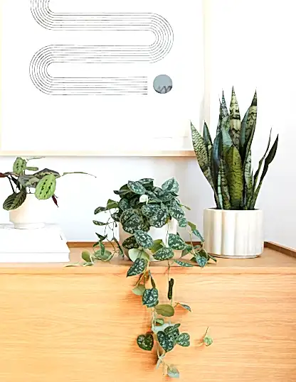 Snake Plant Zeylanica