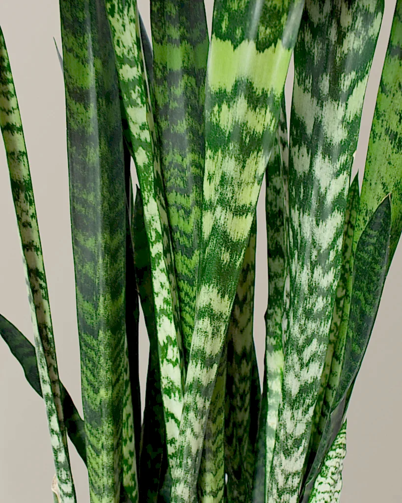 Snake Plant Black Coral