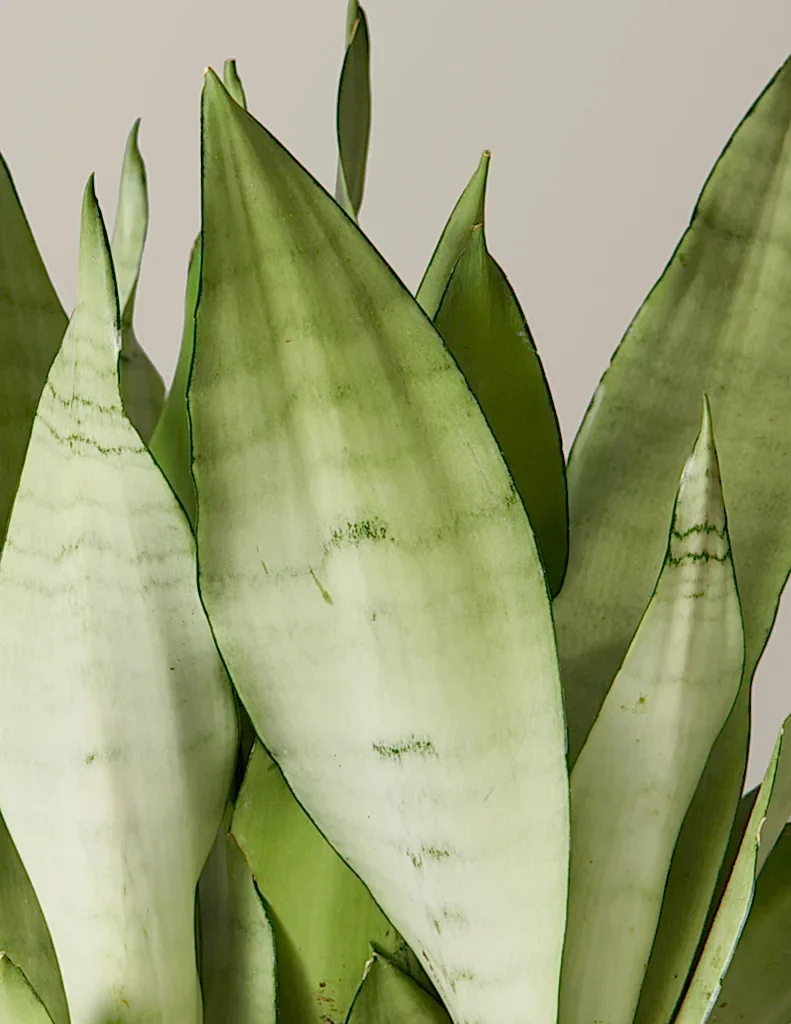 Moonshine Snake Plant