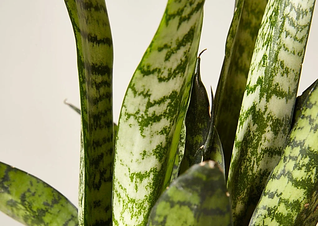 Snake Plant Zeylanica
