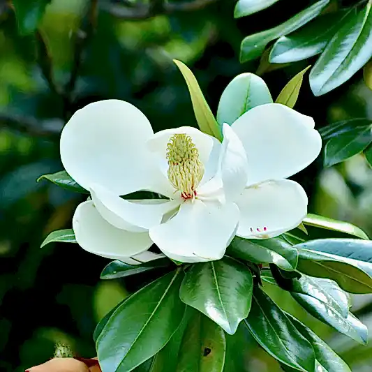 Teddy Bear® Southern Magnolia